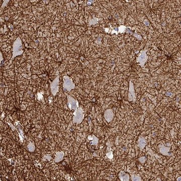 Anti-THOP1 antibody produced in rabbit Prestige Antibodies&#174; Powered by Atlas Antibodies, affinity isolated antibody