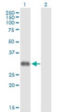 Anti-CD7 antibody produced in rabbit purified immunoglobulin, buffered aqueous solution