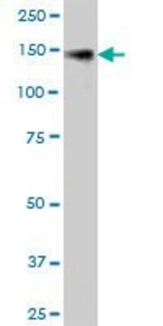 Anti-KIAA0319L antibody produced in mouse purified immunoglobulin, buffered aqueous solution