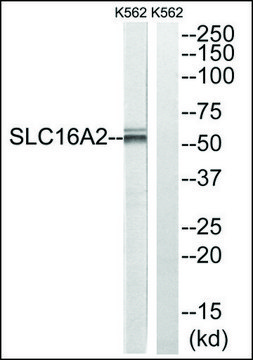 Anti-SLC16A2 antibody produced in rabbit affinity isolated antibody