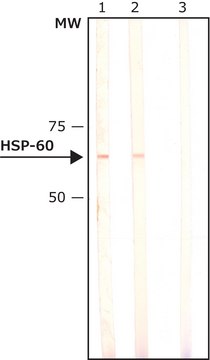 Monoclonal Anti-Heat Shock Protein 60 antibody produced in mouse clone LK2, ascites fluid