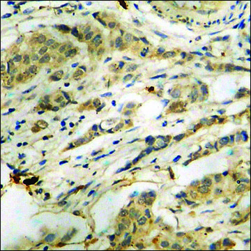 Anti-phospho-PKR (pThr446) antibody produced in rabbit affinity isolated antibody