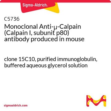 Monoclonal Anti-&#956;-Calpain (Calpain I, subunit p80) antibody produced in mouse clone 15C10, purified immunoglobulin, buffered aqueous glycerol solution