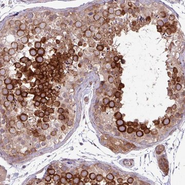 Anti-CNTRL antibody produced in rabbit Prestige Antibodies&#174; Powered by Atlas Antibodies, affinity isolated antibody, buffered aqueous glycerol solution