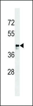 ANTI-MARCH9(C-TERMINAL) antibody produced in rabbit affinity isolated antibody, buffered aqueous solution