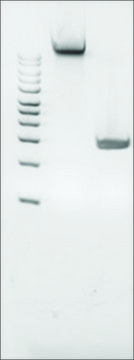 Microbial DNA standard from Porphyromonas gingivalis Suitable for PCR, sequencing and NGS, 10&#160;ng/&#956;L