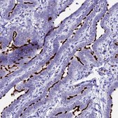 Anti-CFAP45 antibody produced in rabbit Prestige Antibodies® Powered by Atlas Antibodies, affinity isolated antibody, buffered aqueous glycerol solution