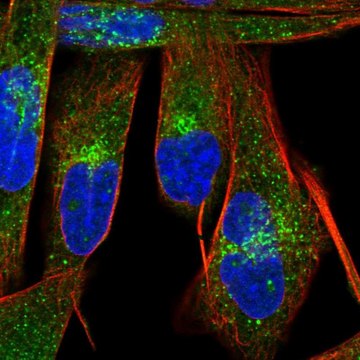 抗-LBH 兔抗 Prestige Antibodies&#174; Powered by Atlas Antibodies, affinity isolated antibody, buffered aqueous glycerol solution