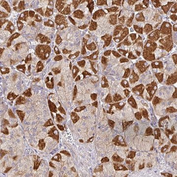 Anti-SNX8 antibody produced in rabbit Prestige Antibodies&#174; Powered by Atlas Antibodies, affinity isolated antibody, buffered aqueous glycerol solution