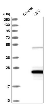 Anti-LZIC antibody produced in rabbit Prestige Antibodies&#174; Powered by Atlas Antibodies, affinity isolated antibody, buffered aqueous glycerol solution