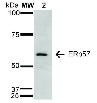 Monoclonal Anti-ERp57-Horseradish Peroxidase antibody produced in mouse clone 4F9