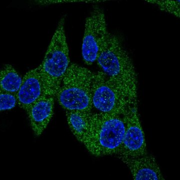 Anti-PDE3B antibody produced in rabbit Prestige Antibodies&#174; Powered by Atlas Antibodies, affinity isolated antibody