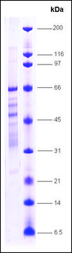 PPAR， &#947; 人 recombinant, expressed in E. coli, &#8805;70% (SDS-PAGE)