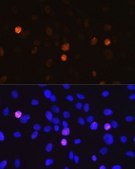 Anti-Phospho-Histone H3-S10 antibody produced in rabbit