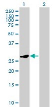 Anti-HSD17B8 antibody produced in mouse IgG fraction of antiserum, buffered aqueous solution