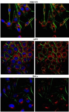 Anti-CADM1 Antibody from rabbit, purified by affinity chromatography