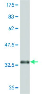 ANTI-EPHA5 antibody produced in mouse clone 6F4, purified immunoglobulin, buffered aqueous solution