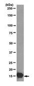 Anti-unmethylated-Histone H3 (Lys9) Antibody, clone 9B1-2G6, Trial Size clone 9B1-2G6, from mouse