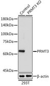 Anti- PRMT3 antibody produced in rabbit