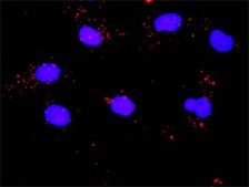 Monoclonal Anti-PLK1 antibody produced in mouse clone 2G12, purified immunoglobulin, buffered aqueous solution