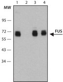 Anti-FUS (internal region) antibody produced in rabbit affinity isolated antibody
