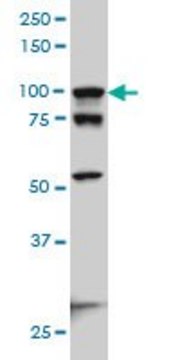 Monoclonal Anti-ACTN4 antibody produced in mouse clone 4D10, ascites fluid