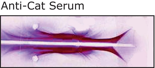 Anti-Cat Serum antibody produced in rabbit whole antiserum