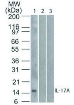 Monoclonal Anti-IL-17A antibody produced in mouse clone 4H1524.1, purified immunoglobulin