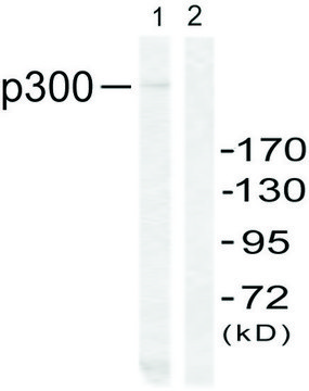 Anti-P300 antibody produced in rabbit affinity isolated antibody