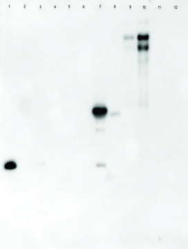 Lectin from Arachis hypogaea (peanut) peroxidase conjugate, lyophilized powder