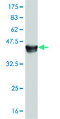Monoclonal Anti-MAPK13 antibody produced in mouse clone 3G6, purified immunoglobulin, buffered aqueous solution