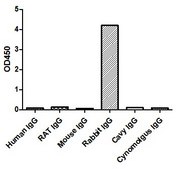 Goat Anti-Rabbit IgG(Fcγ) Alpaca Heavy chain only Antibody recombinant Alpaca(VHH) Nano antibody