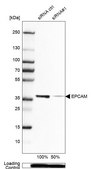 Monoclonal Anti-EPCAM antibody produced in mouse Prestige Antibodies® Powered by Atlas Antibodies, clone CL6259, purified immunoglobulin, buffered aqueous glycerol solution