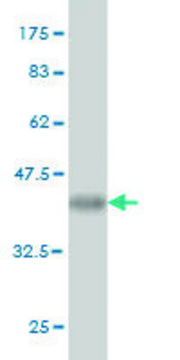 Monoclonal Anti-MGAT3 antibody produced in mouse clone 2G4, purified immunoglobulin, buffered aqueous solution