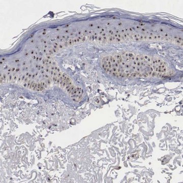 Anti-NGDN antibody produced in rabbit Prestige Antibodies&#174; Powered by Atlas Antibodies, affinity isolated antibody, buffered aqueous glycerol solution