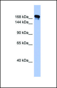 Anti-SYNJ1 antibody produced in rabbit affinity isolated antibody