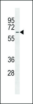 ANTI-MFSD4 (CENTER) antibody produced in rabbit affinity isolated antibody, buffered aqueous solution