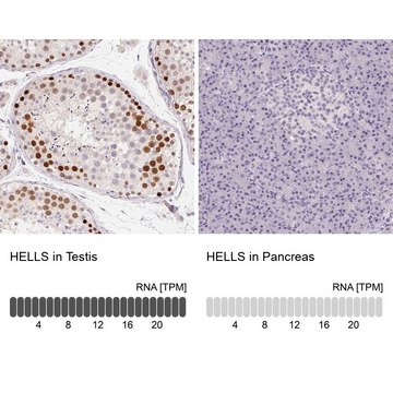 Anti-HELLS antibody produced in rabbit Prestige Antibodies&#174; Powered by Atlas Antibodies, affinity isolated antibody, buffered aqueous glycerol solution