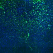 Visikol® HISTO-2™