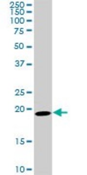 Monoclonal Anti-SRI antibody produced in mouse clone 1E12, purified immunoglobulin, buffered aqueous solution