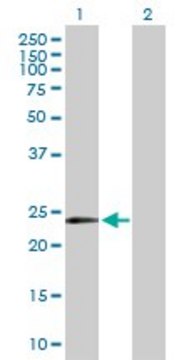 Anti-MYCL1 antibody produced in rabbit purified immunoglobulin, buffered aqueous solution