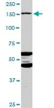 Anti-ABCC11 antibody produced in mouse purified immunoglobulin, buffered aqueous solution