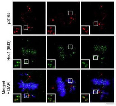 Monoclonal Anti-HEC1 antibody produced in mouse clone 9G3.23, affinity isolated antibody