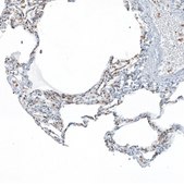 Anti-NRG1 antibody produced in rabbit Prestige Antibodies® Powered by Atlas Antibodies, affinity isolated antibody, buffered aqueous glycerol solution