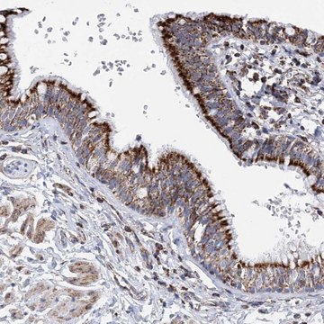 Anti-ACOT9 antibody produced in rabbit Prestige Antibodies&#174; Powered by Atlas Antibodies, affinity isolated antibody, buffered aqueous glycerol solution