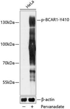 Anti-Phospho-BCAR1-Y410 antibody produced in rabbit