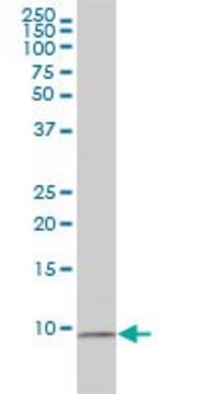 Monoclonal Anti-RPS27A antibody produced in mouse clone 3E2-E6, purified immunoglobulin, buffered aqueous solution