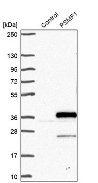 Anti-PSMF1 antibody produced in rabbit Prestige Antibodies&#174; Powered by Atlas Antibodies, affinity isolated antibody, buffered aqueous glycerol solution