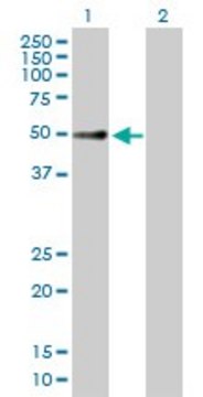 Anti-FKBP8 antibody produced in mouse purified immunoglobulin, buffered aqueous solution