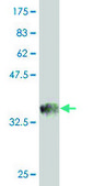Monoclonal Anti-ESPL1 antibody produced in mouse clone 6H6, purified immunoglobulin, buffered aqueous solution